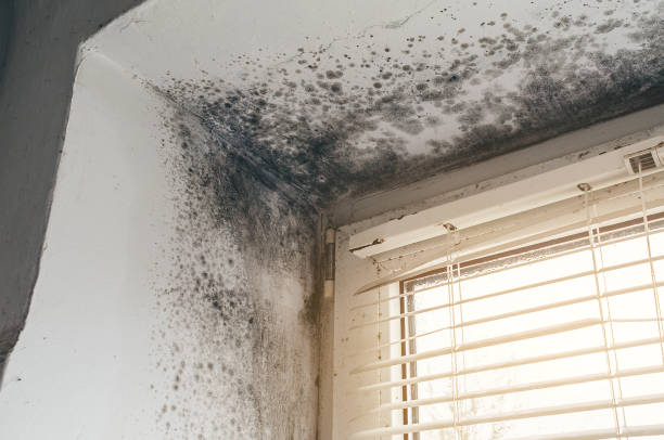 Affordable Hvac And Air Duct Mold Remediation solutions in Occoquan, VA